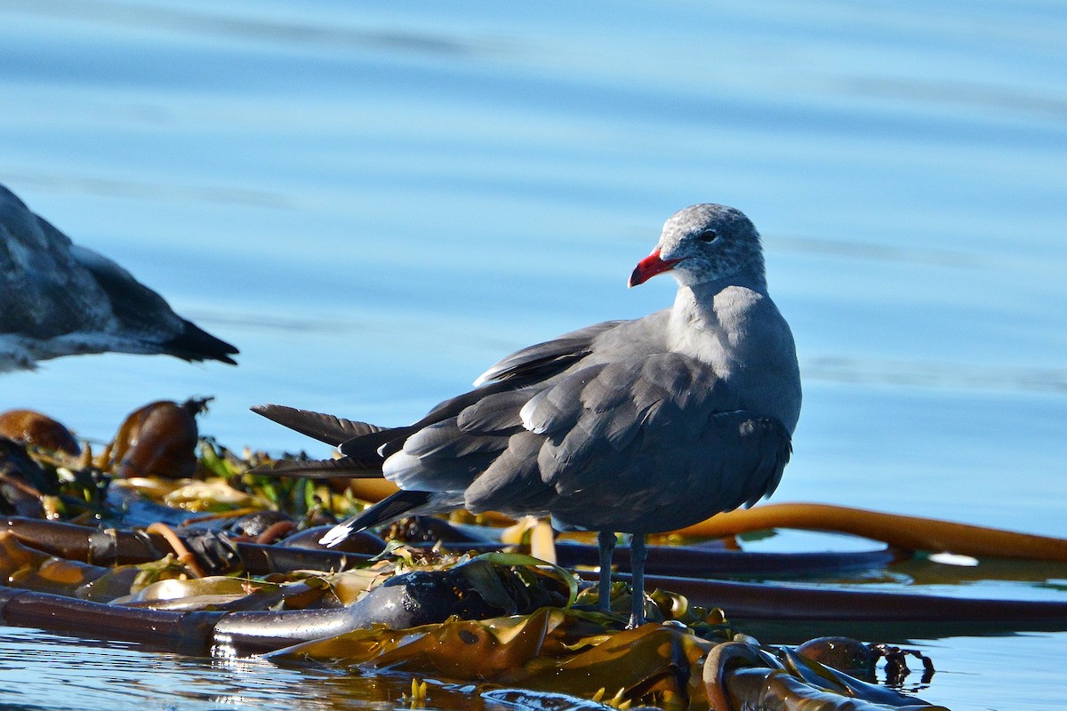 Heermann's Gull - ML33277521