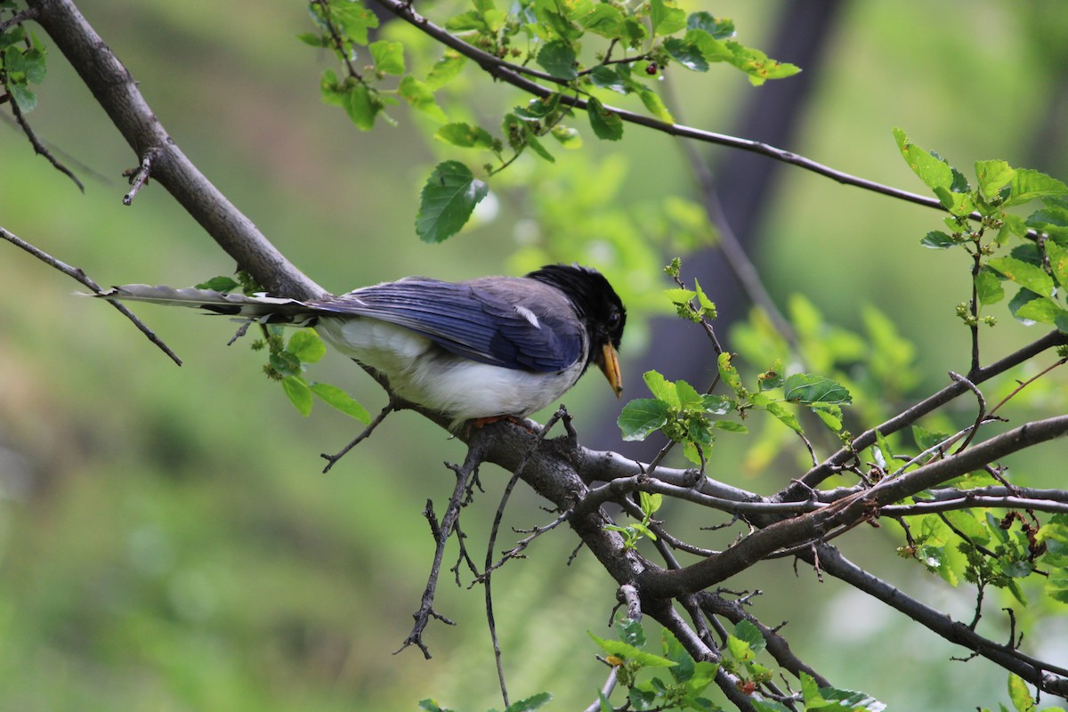 Yellow-billed Blue-Magpie - ML332775631