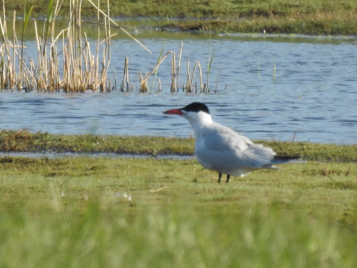 Caspian Tern - ML332775671