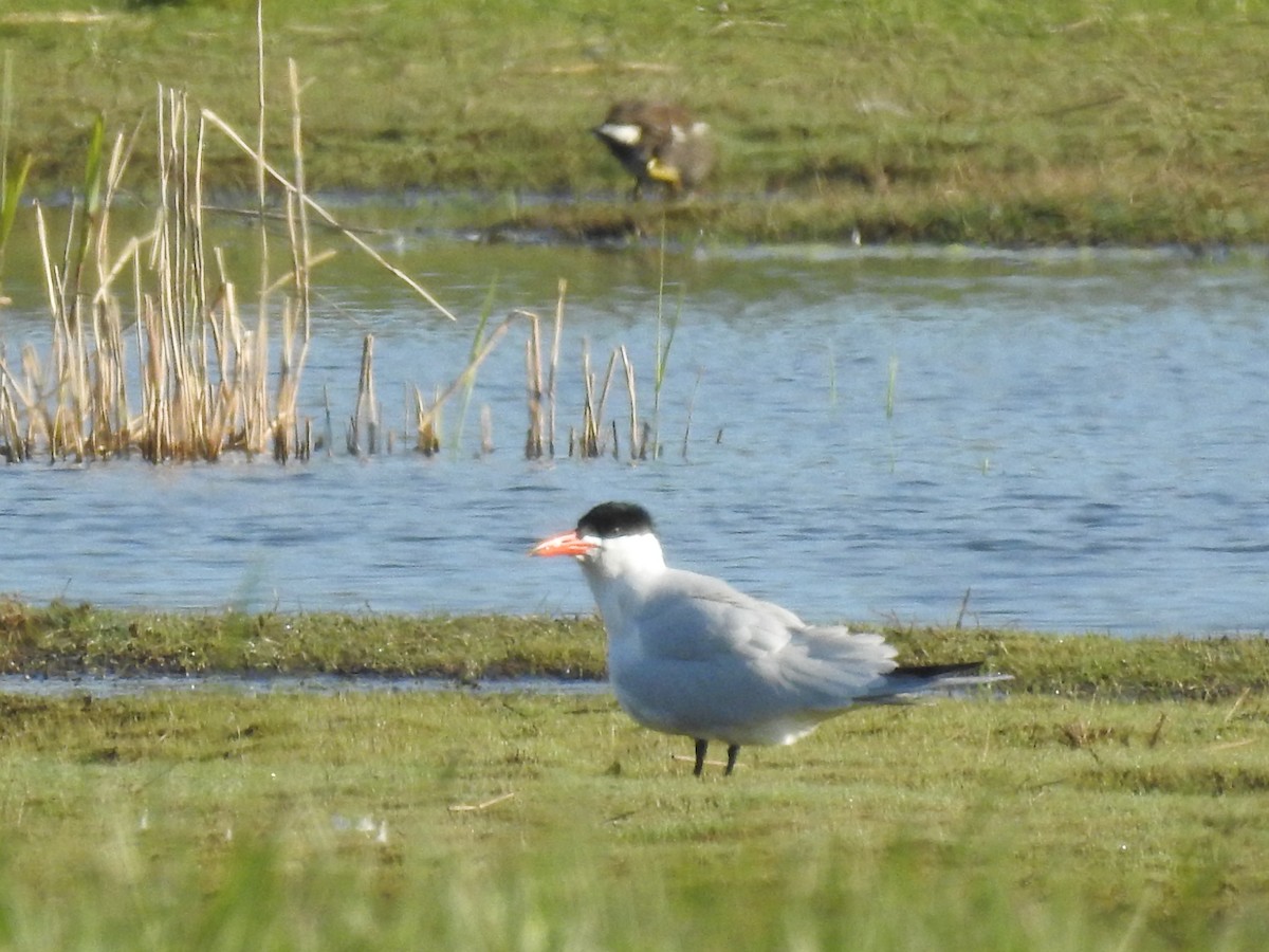 Caspian Tern - Gert de Mol