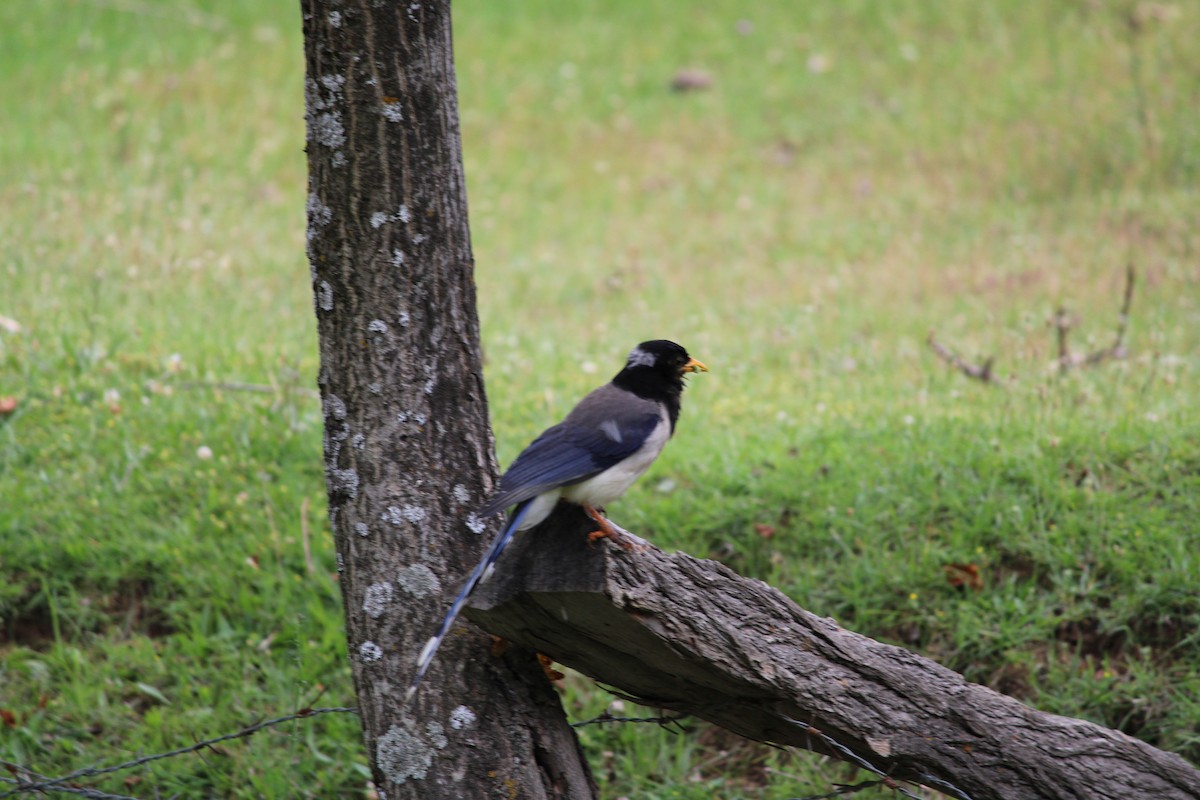 Yellow-billed Blue-Magpie - ML332776091