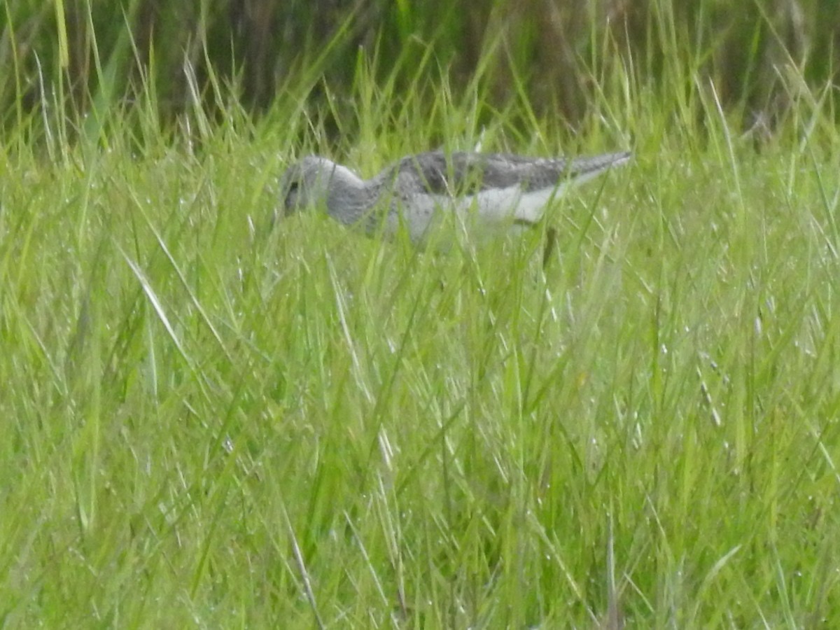 Common Greenshank - ML332776121