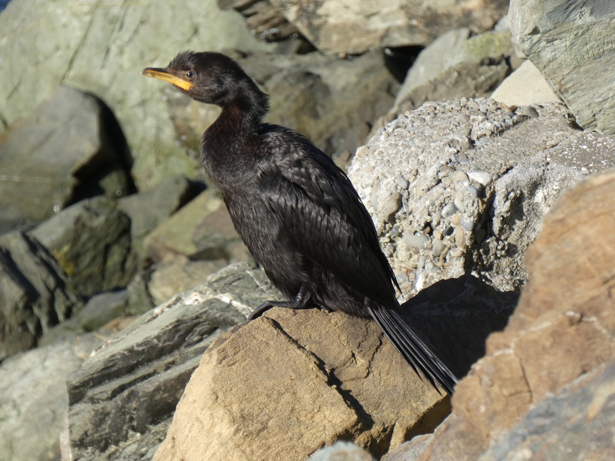 Little Pied Cormorant - Jake Holland