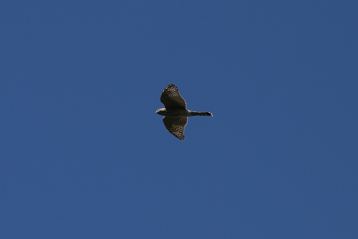 Sharp-shinned Hawk - John F. Gatchet