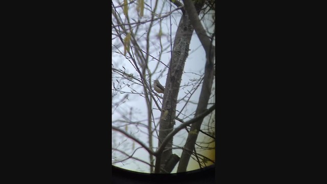 Louisiana Waterthrush - ML332777231