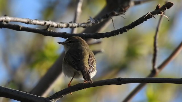 Willow Warbler - ML332777251