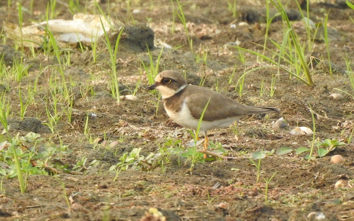 Little Ringed Plover - ML332778571