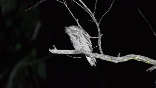 Tawny Frogmouth - ML332779361