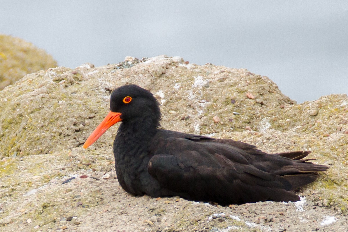 Sooty Oystercatcher - ML332779521