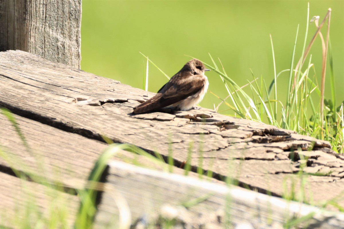Northern Rough-winged Swallow - ML332780831