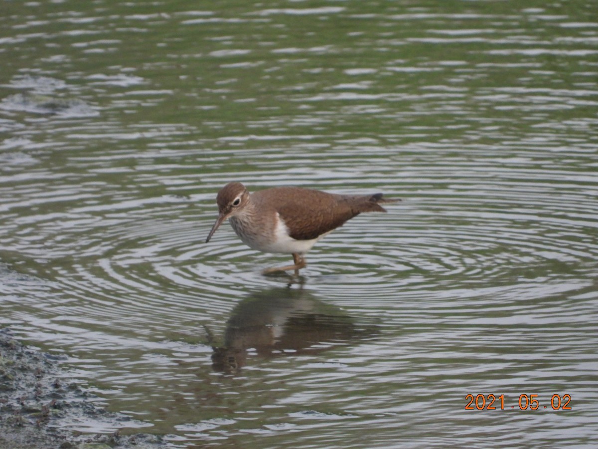 Common Sandpiper - mingyi wu