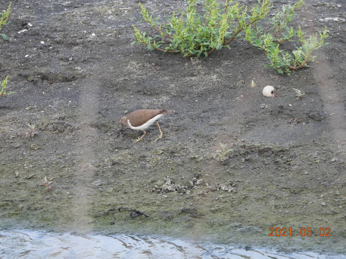 Common Sandpiper - ML332781621