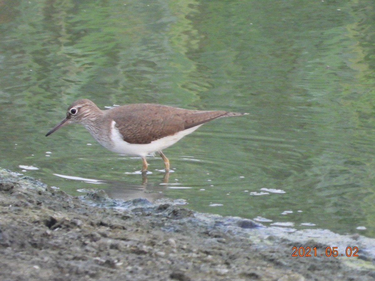 Common Sandpiper - mingyi wu