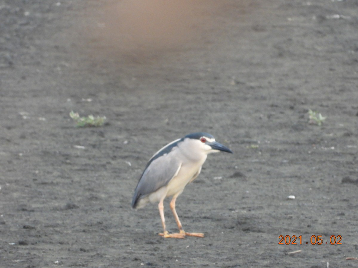 Black-crowned Night Heron - ML332782261