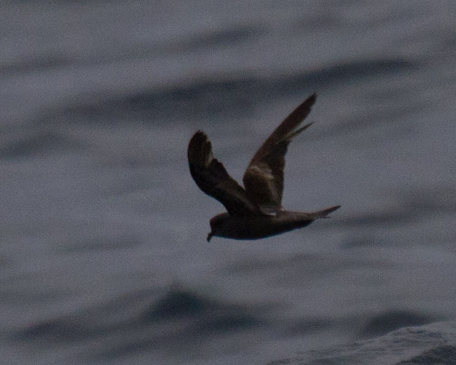 Ashy Storm-Petrel - ML33278291