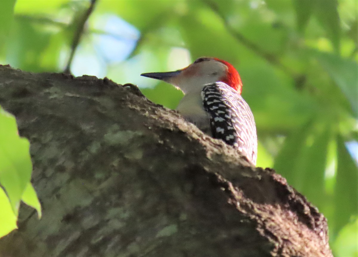 Red-bellied Woodpecker - ML332784981