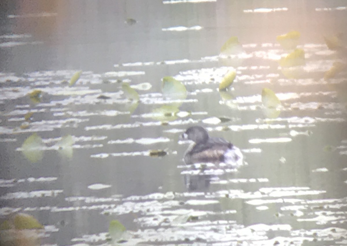 Pied-billed Grebe - ML332785821