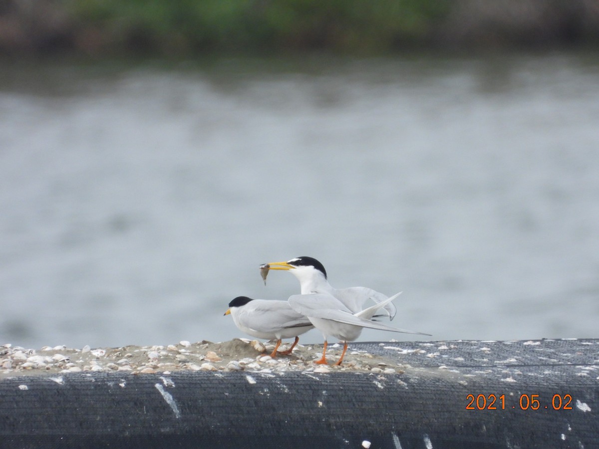 Little Tern - mingyi wu