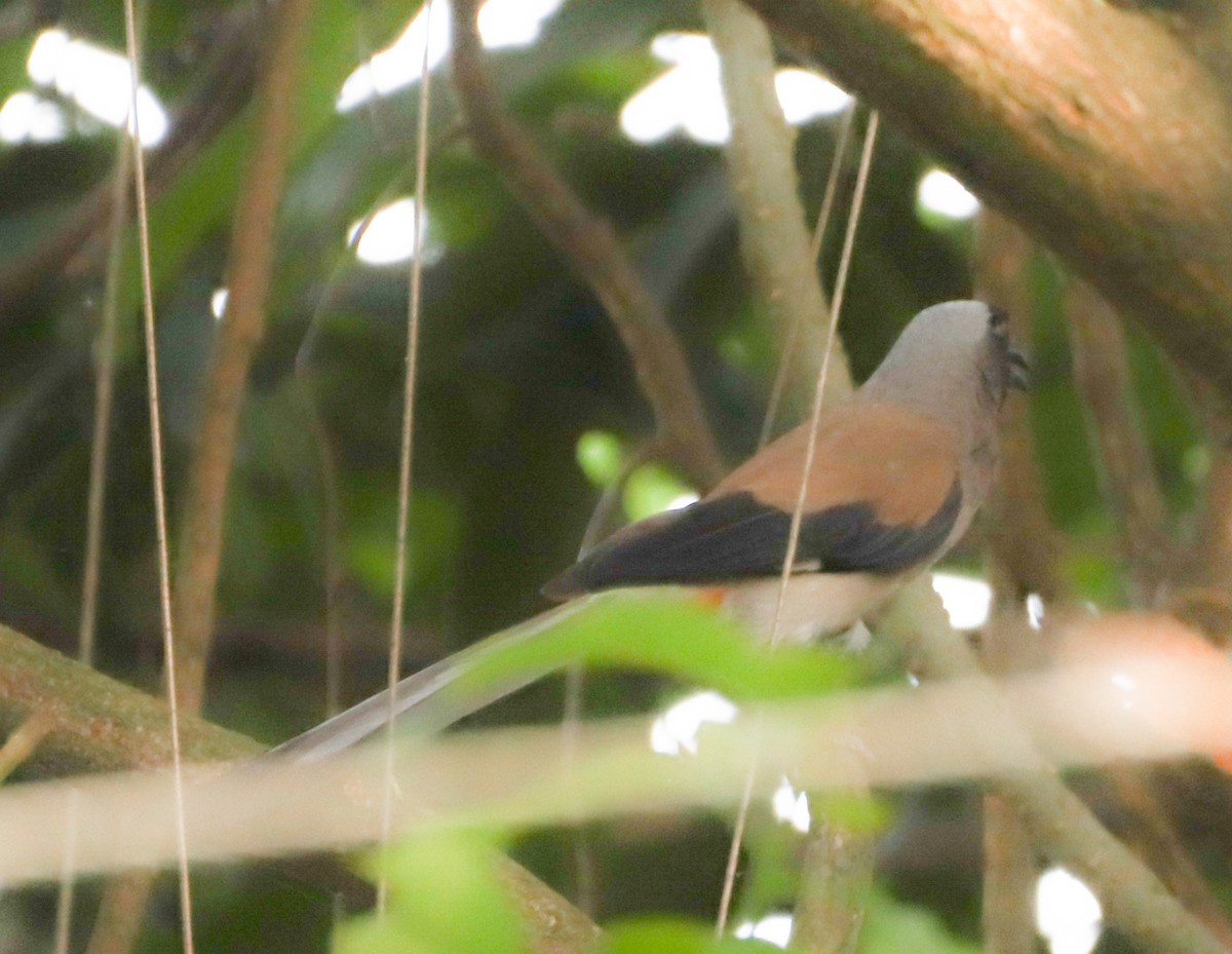 Gray Treepie - ML332791611