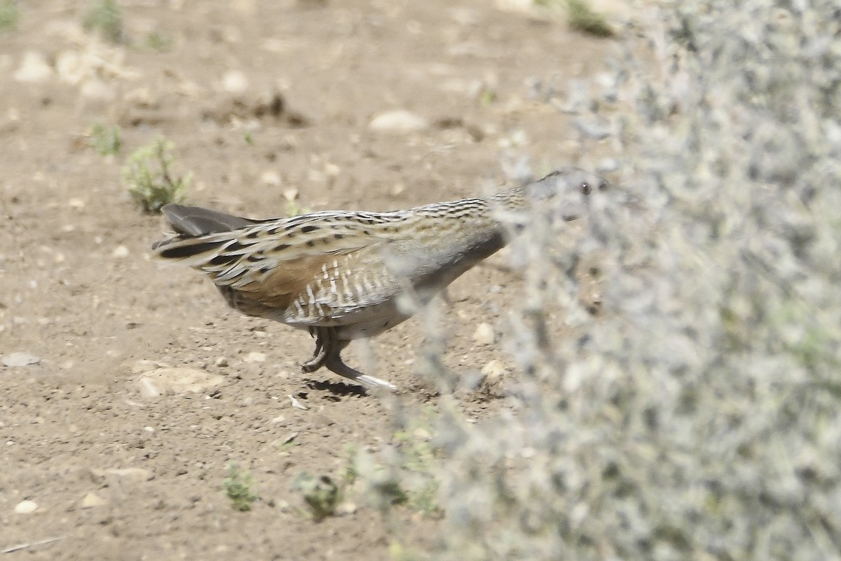 Corn Crake - ML332791831