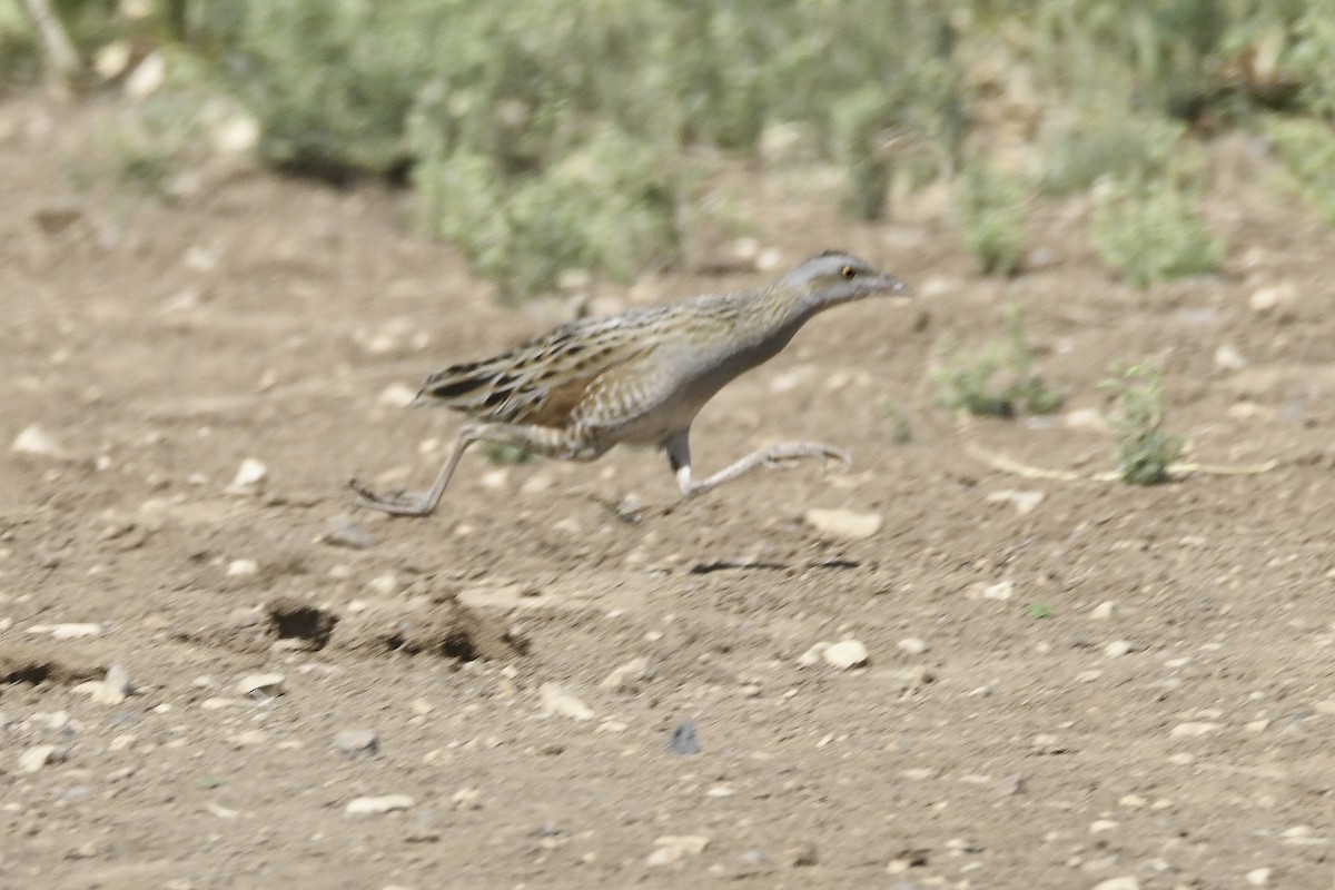 Corn Crake - Yonatan Gordon