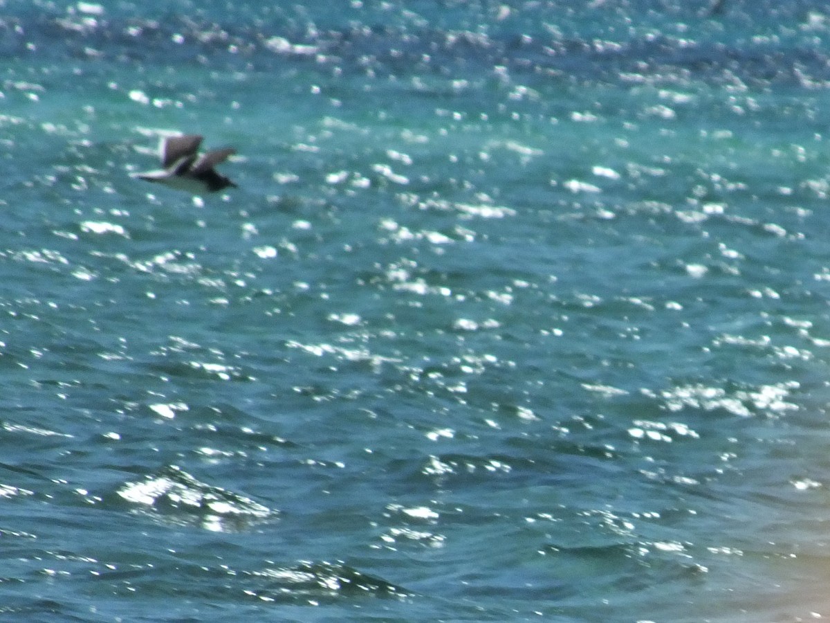 racek arabský - ML332793531