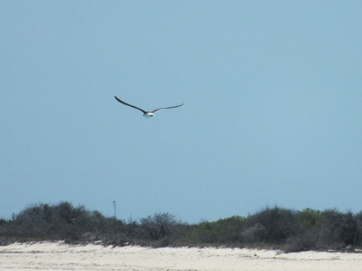 racek arabský - ML332793581