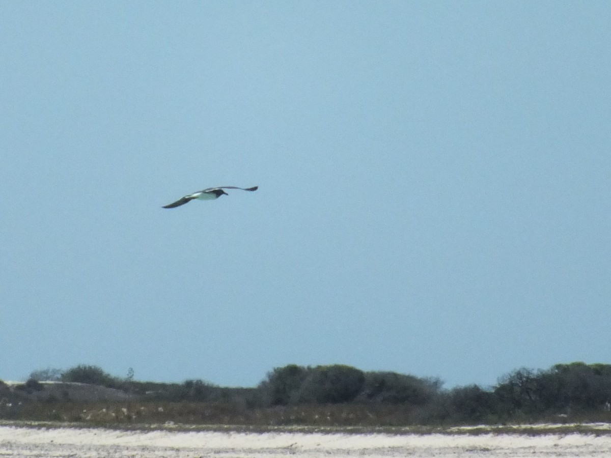 racek arabský - ML332793601