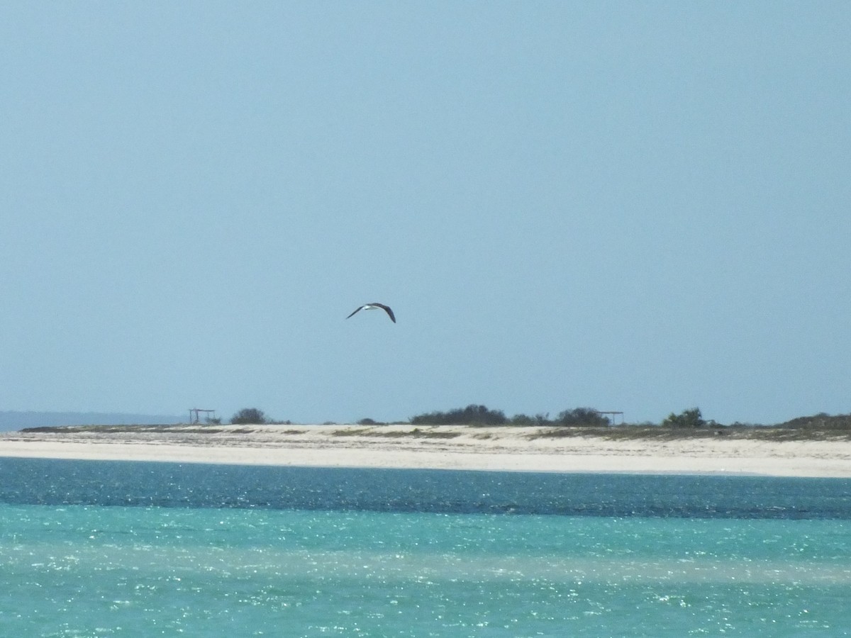 racek arabský - ML332793621