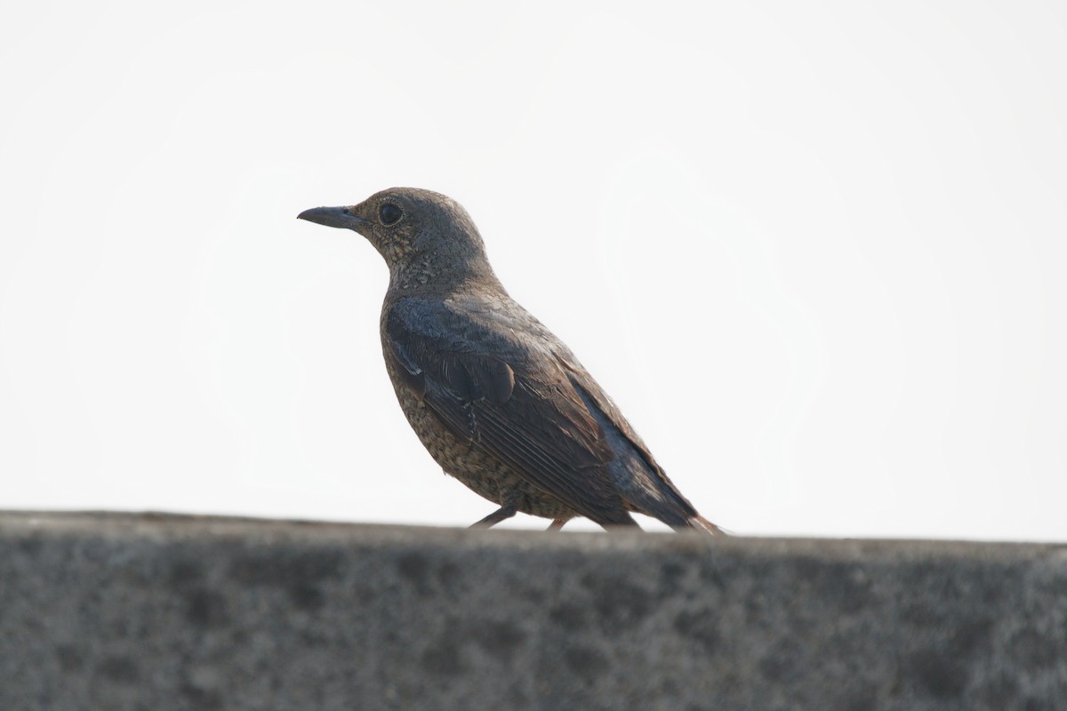 Blue Rock-Thrush - ML332798351