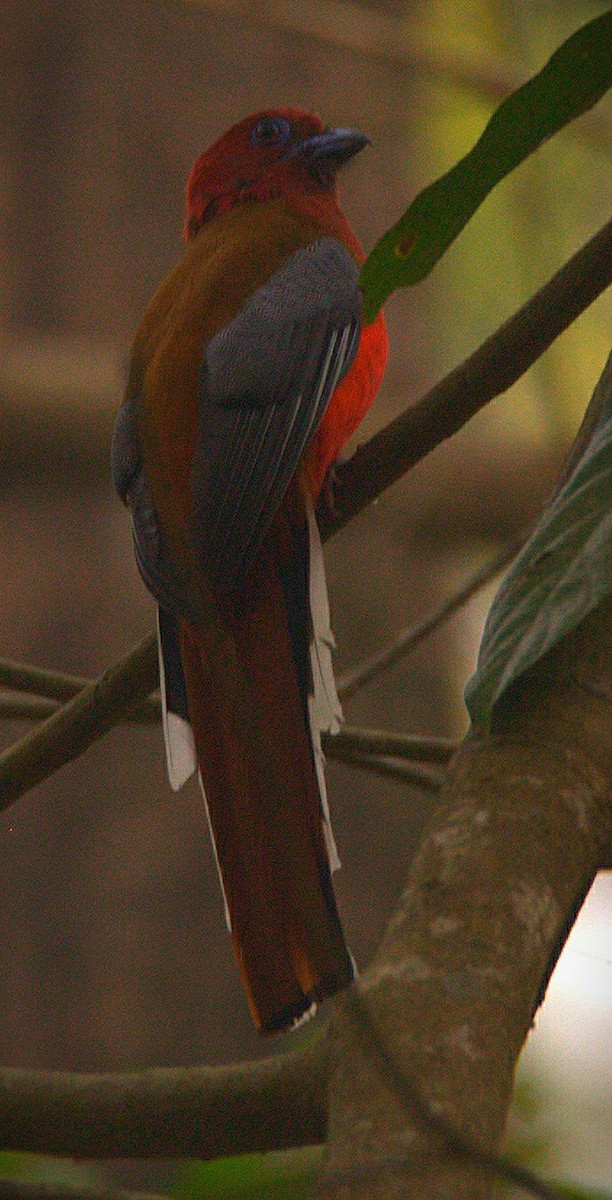 Red-headed Trogon - ML332800151