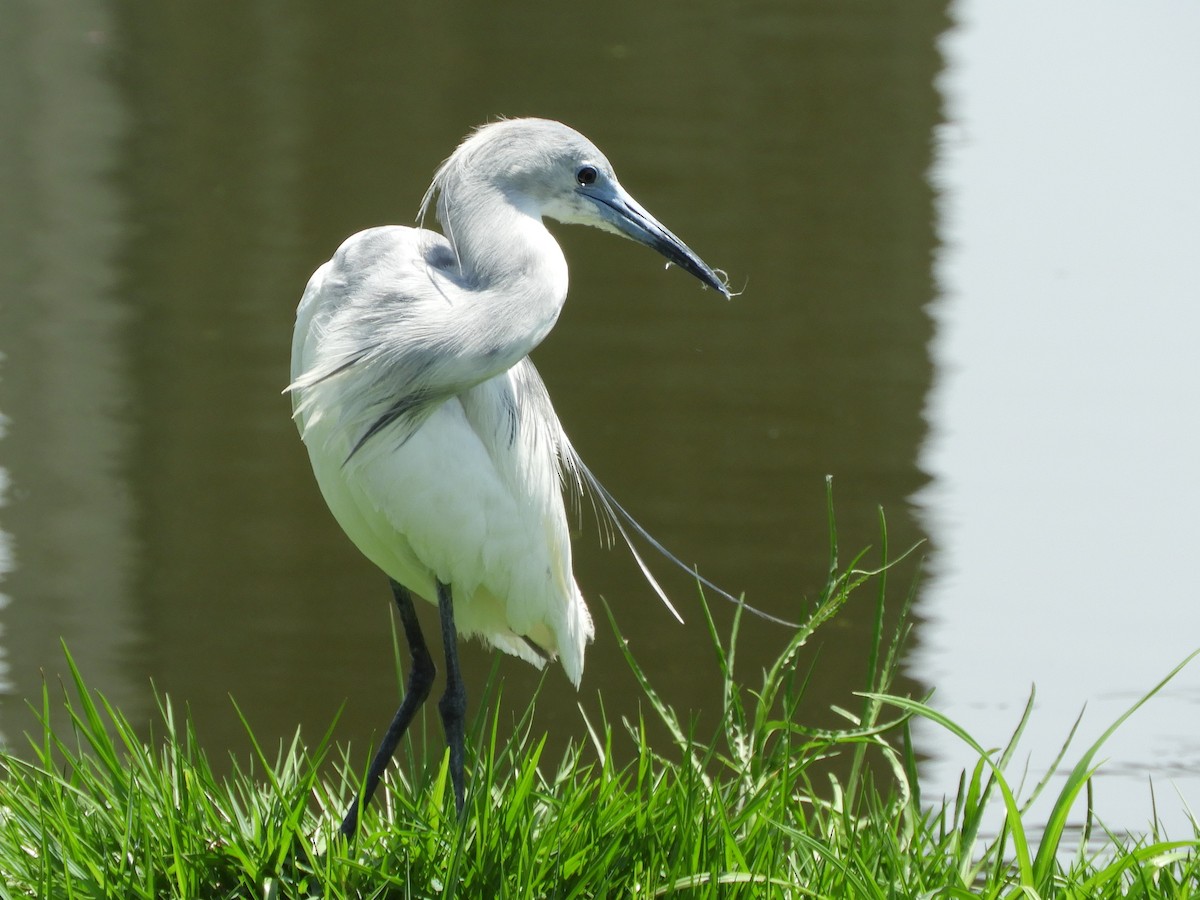 Aigrette bleue - ML332801251