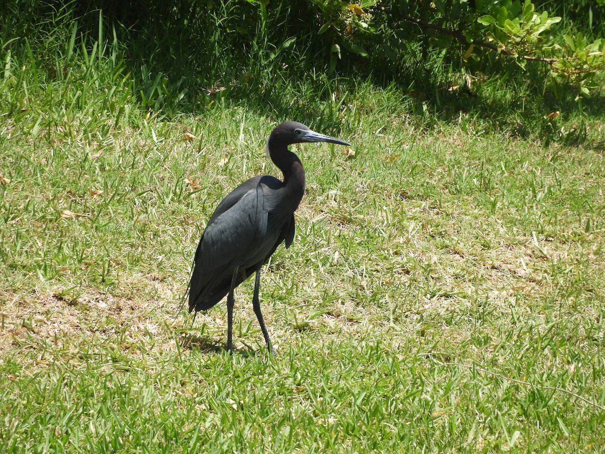 Little Blue Heron - ML332801321