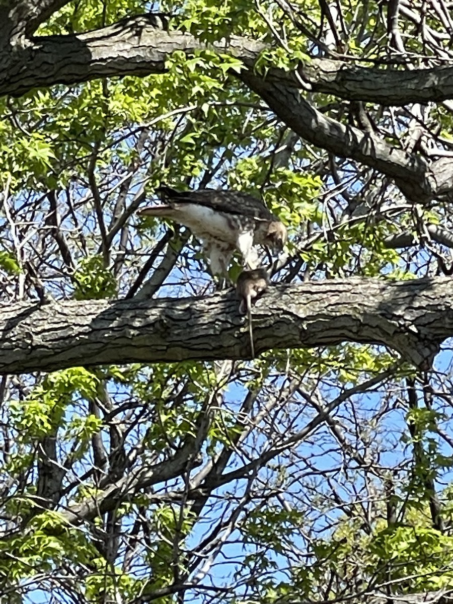 Red-tailed Hawk - ML332802701