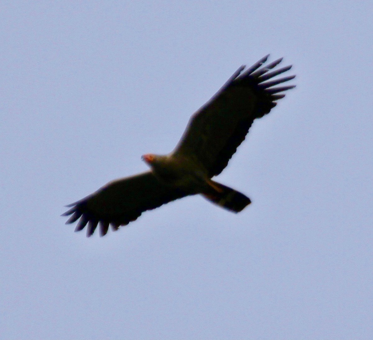 African Harrier-Hawk - ML332803161