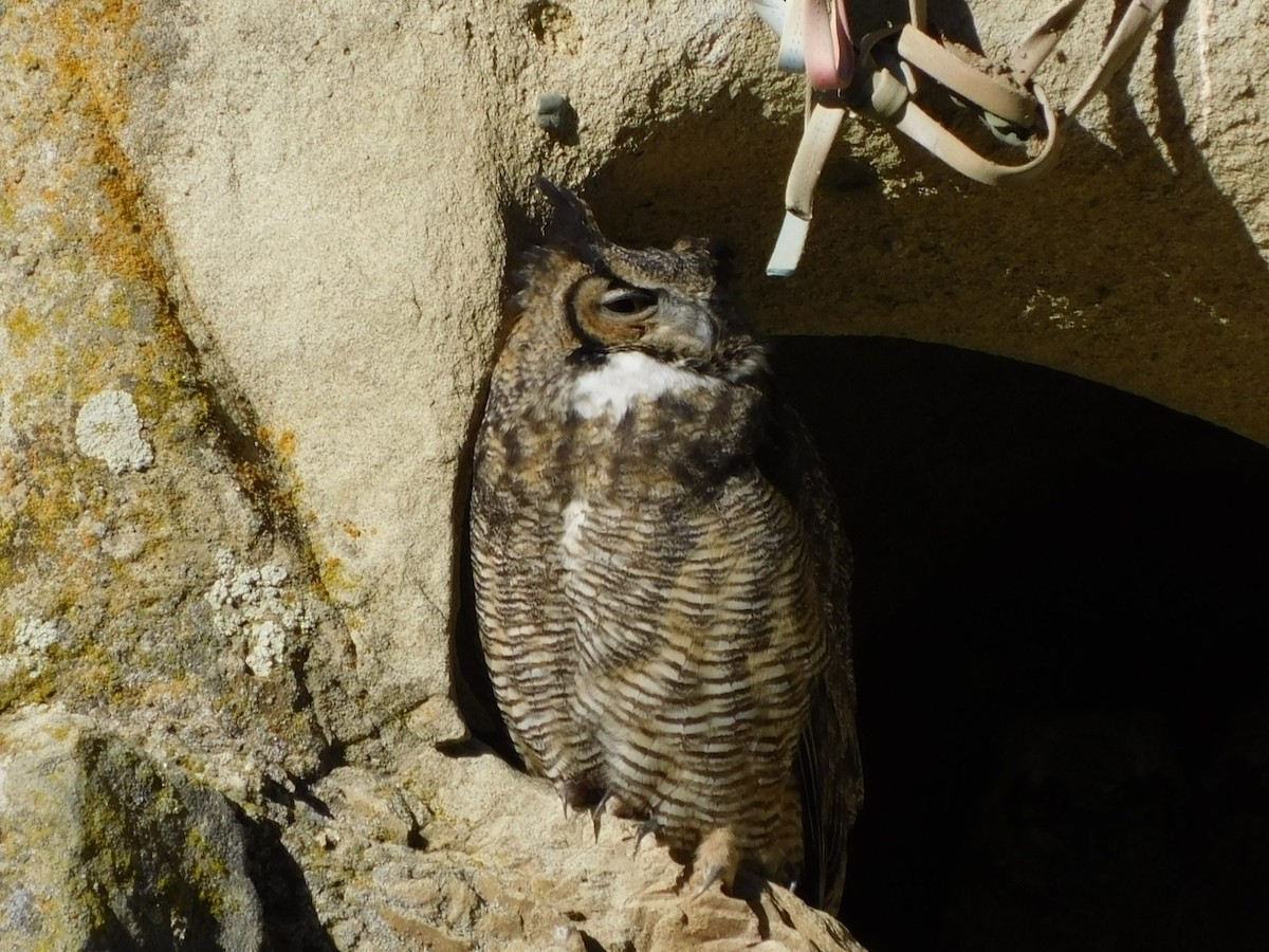 Great Horned Owl - ML332804871