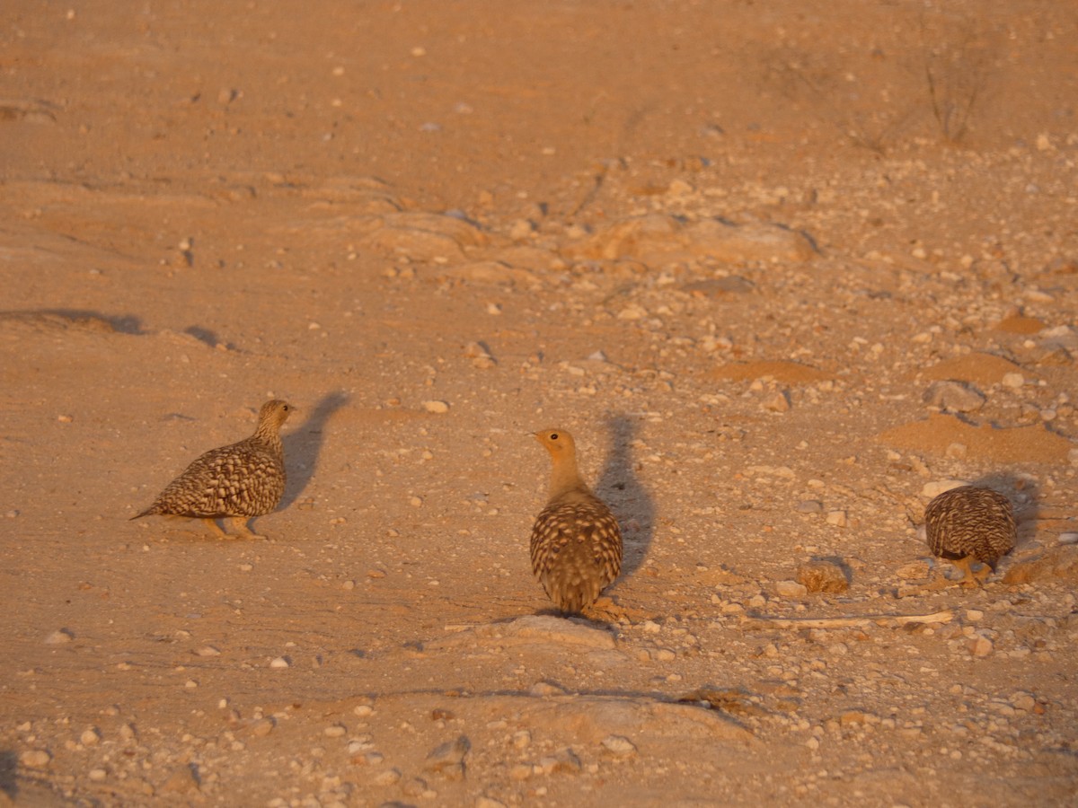 Namaqua Sandgrouse - ML332805031