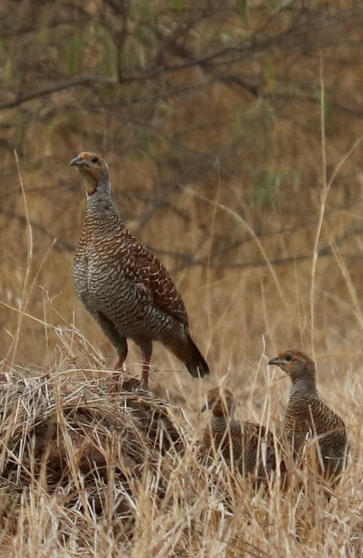 Gray Francolin - ML332805501