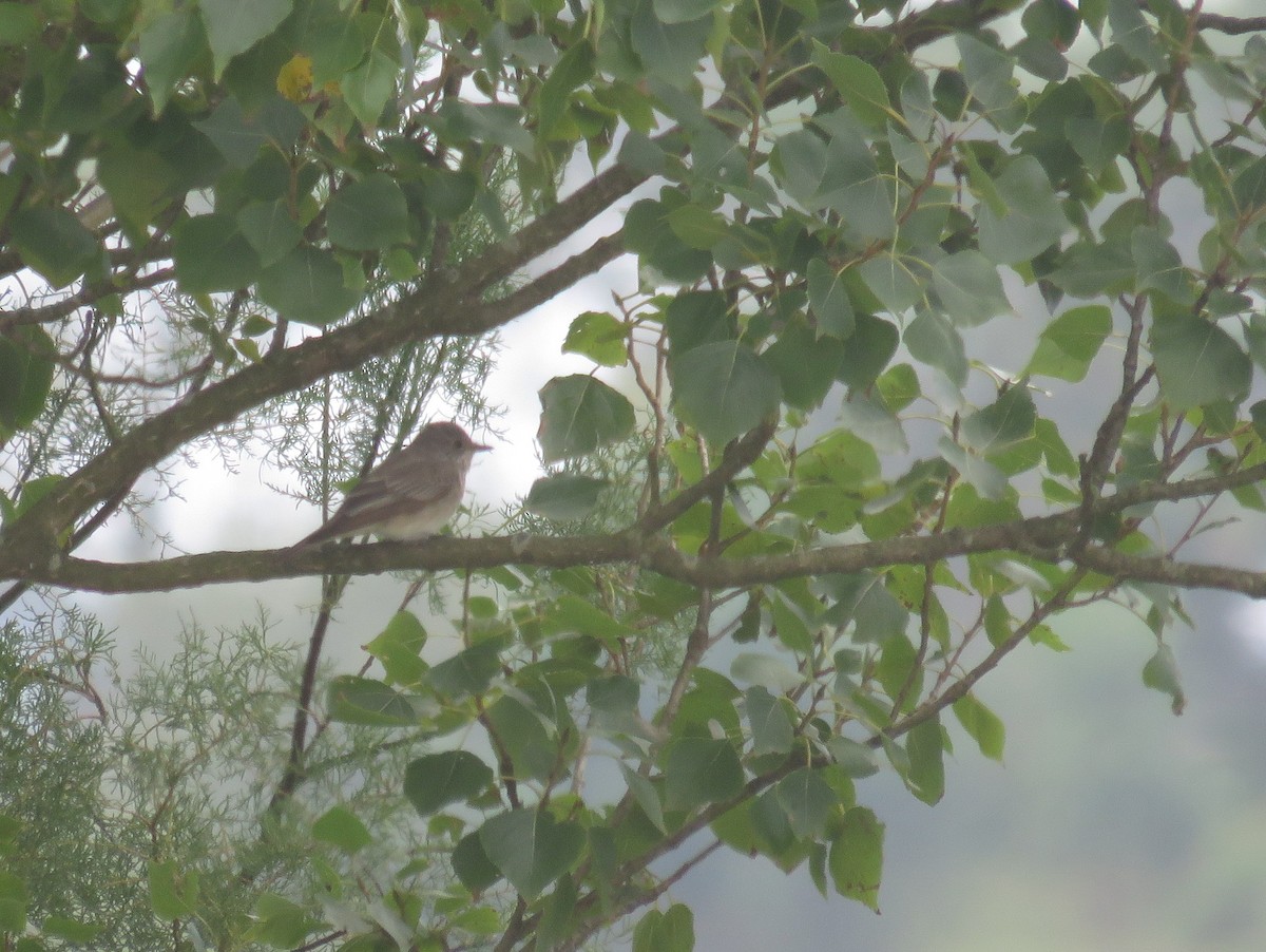 Spotted Flycatcher - ML33280561