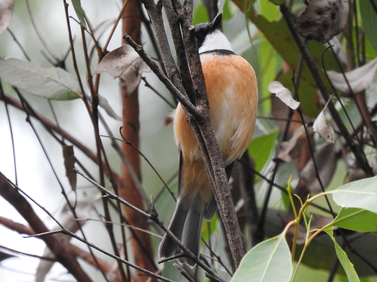 Rufous Whistler - Ana de Joux