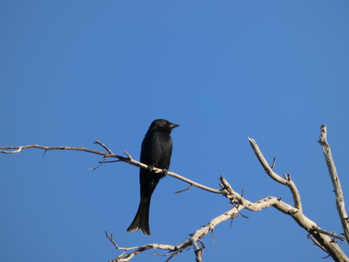 Fork-tailed Drongo - ML332806741