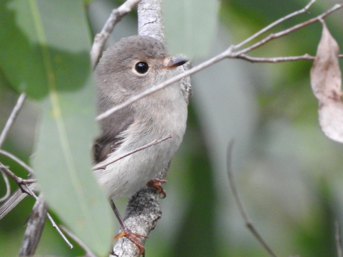 Rose Robin - ML332806771