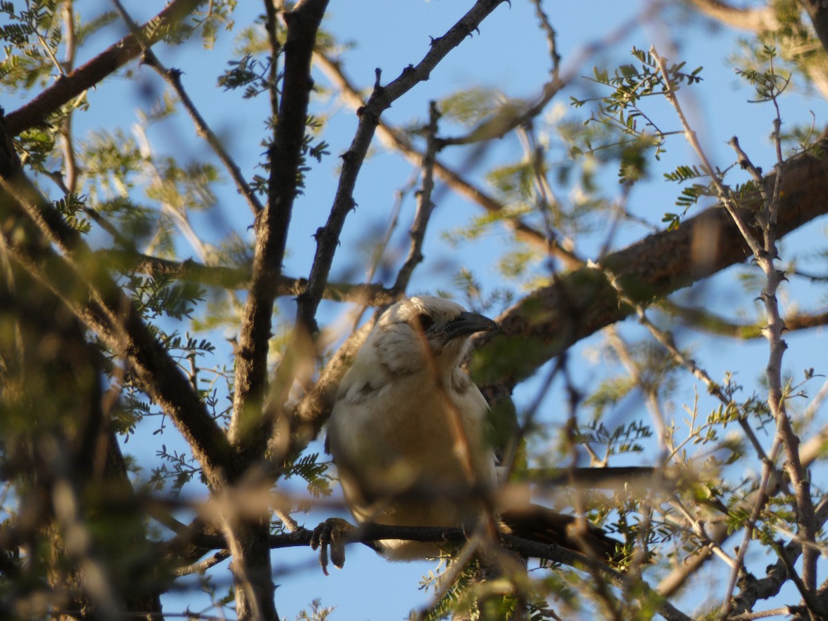 Southern Pied-Babbler - ML332806811