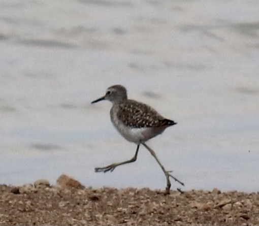 Wood Sandpiper - ML332806871