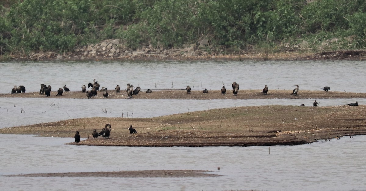 Indian Cormorant - ML332807541