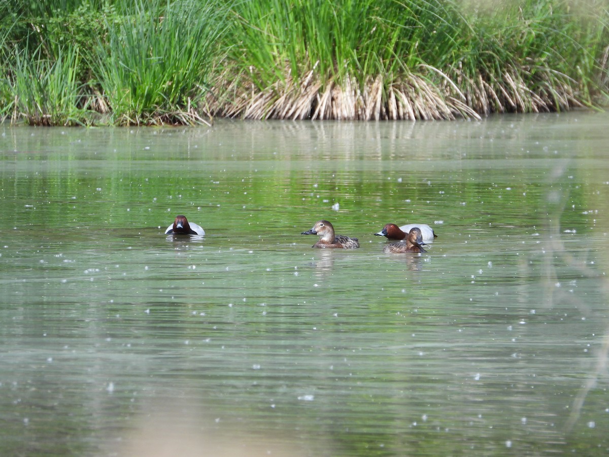 Common Pochard - ML332808341