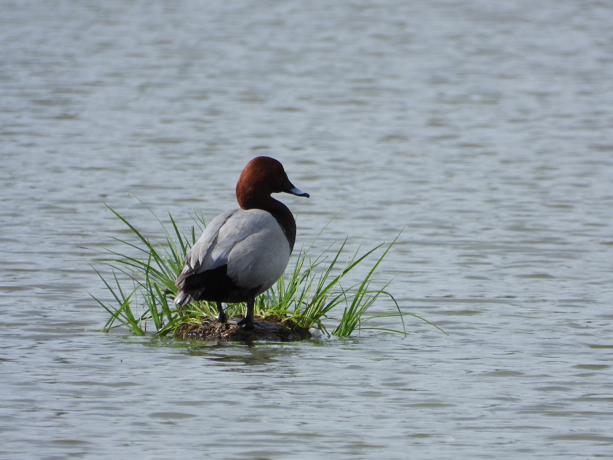 Common Pochard - ML332808491