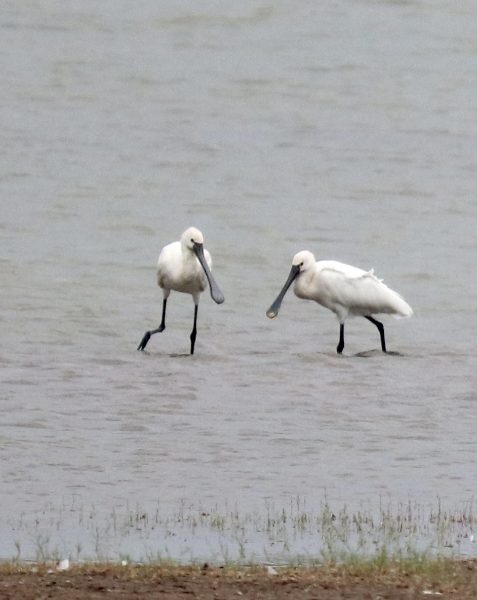 Eurasian Spoonbill - ML332808581