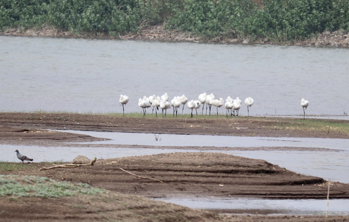 Eurasian Spoonbill - ML332808751