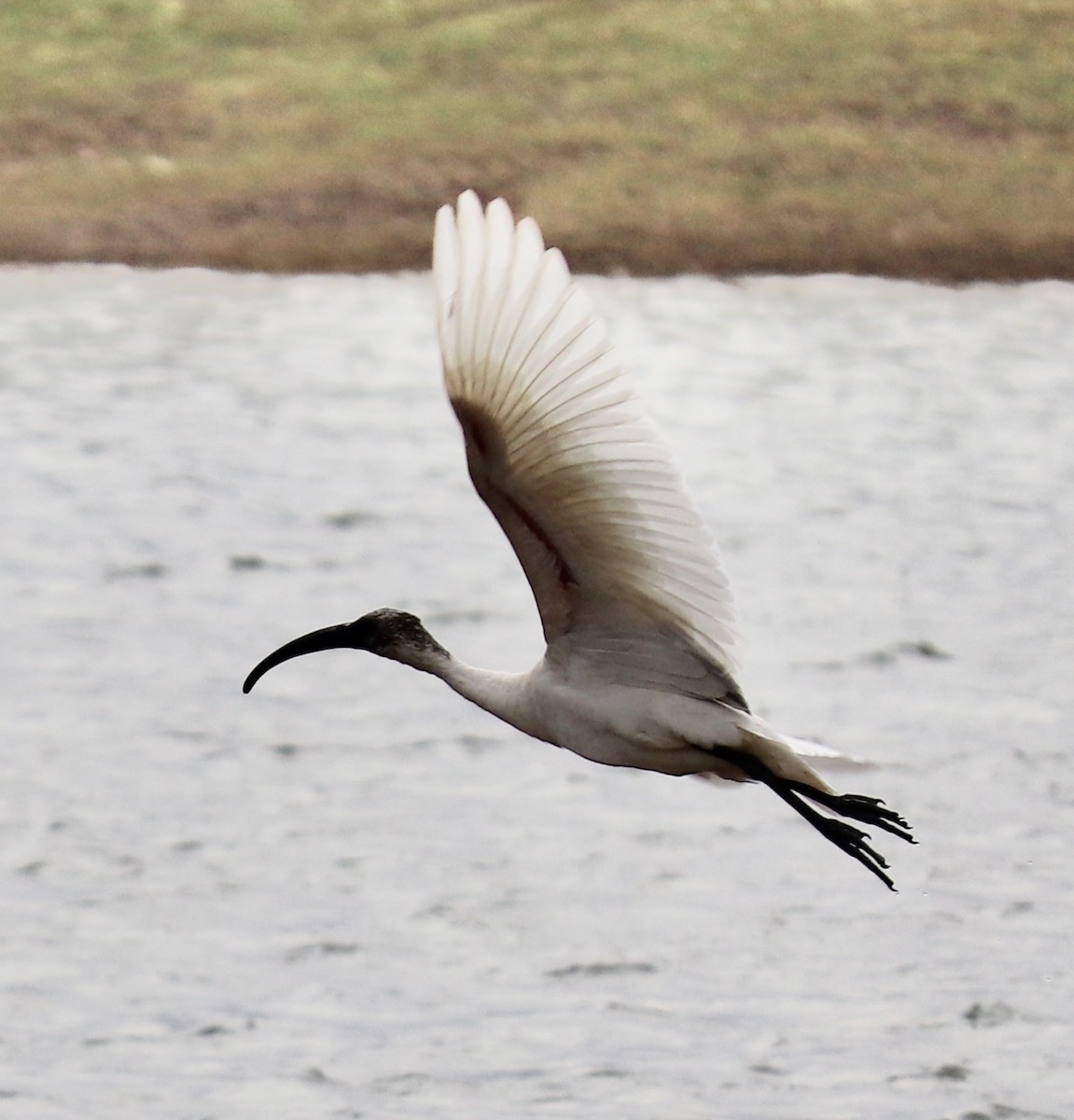 Black-headed Ibis - ML332809191